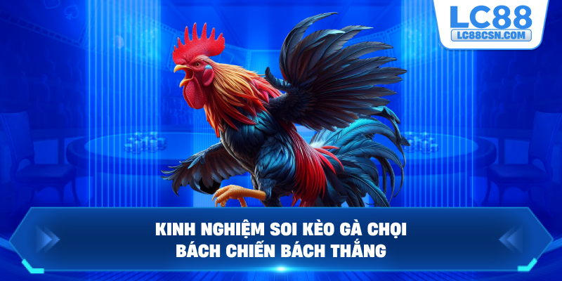Kinh nghiệm soi kèo gà chọi bách chiến bách thắng